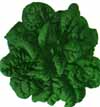 v_spinachskookum.jpg